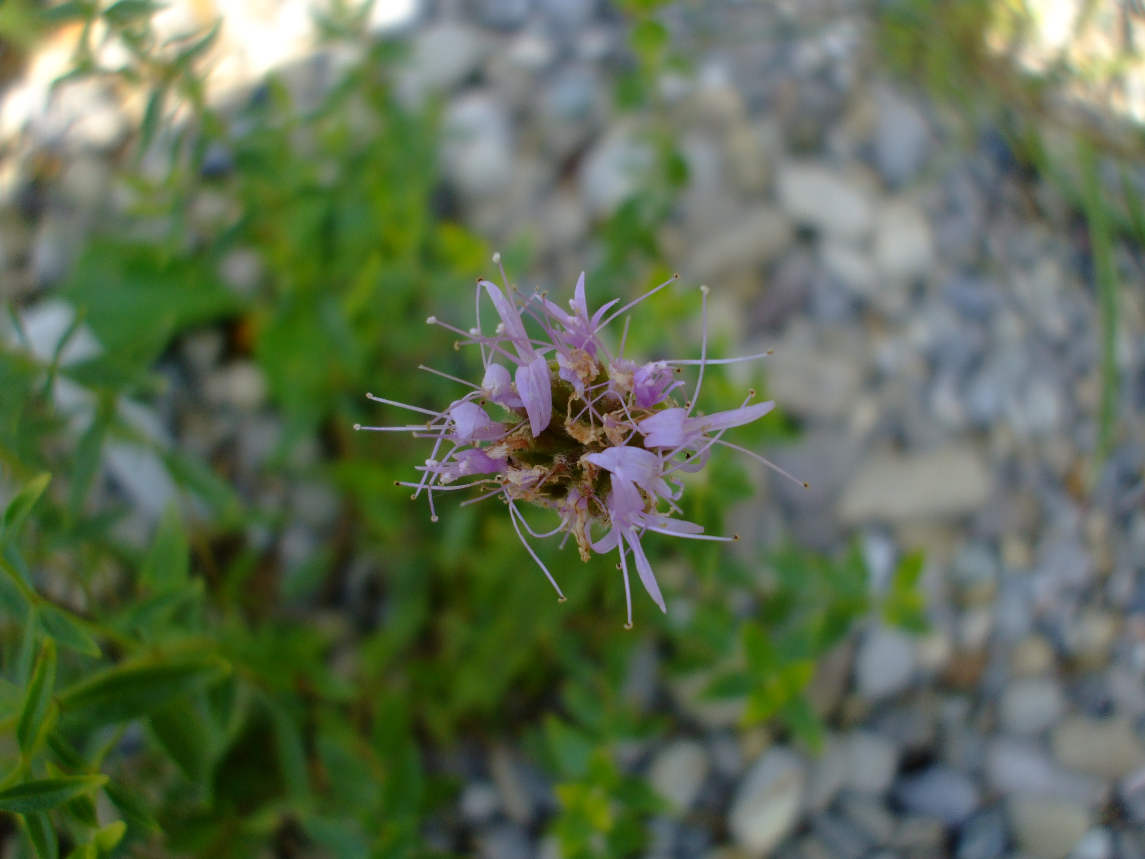 Monardella odoratissima